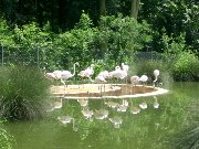 370  flamingos.JPG